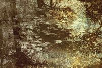 Spiegelungen in einem Waldsee