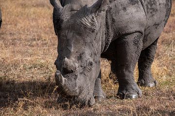 Rhinocéros à Ol Pejeta Kenya sur Andy Troy