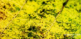 Autumn leaf by Angelique De Turck