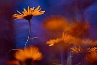 Flower Power