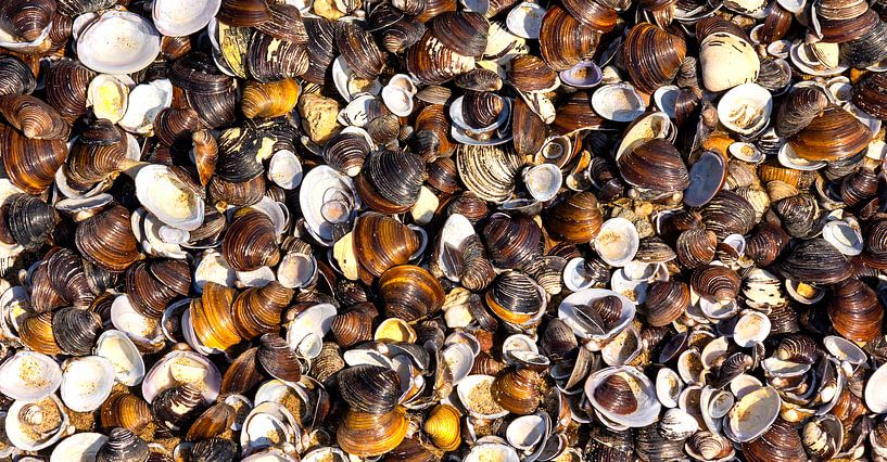 shells by Corrie Ruijer