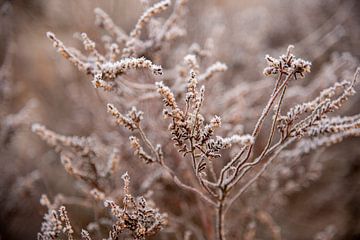 A little frost van Priscilla Blankendaal