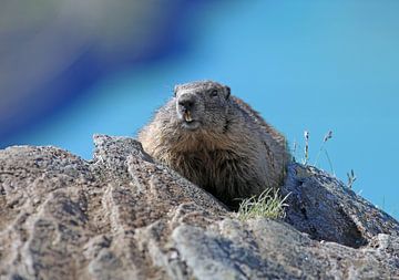 Een marmot in de Hohe Tauern van Rudolf Brandstätter