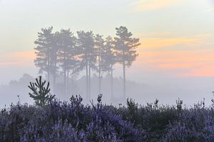Zonsopkomst op de paarse hei