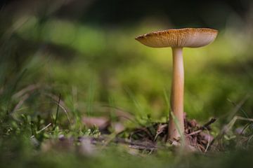 Mushroom by Martzen Fotografie