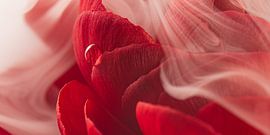 Panorama of a white veil of smoke over a red Ranunculus by Marjolijn van den Berg