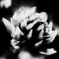 Kleine bloem zwart-wit midden