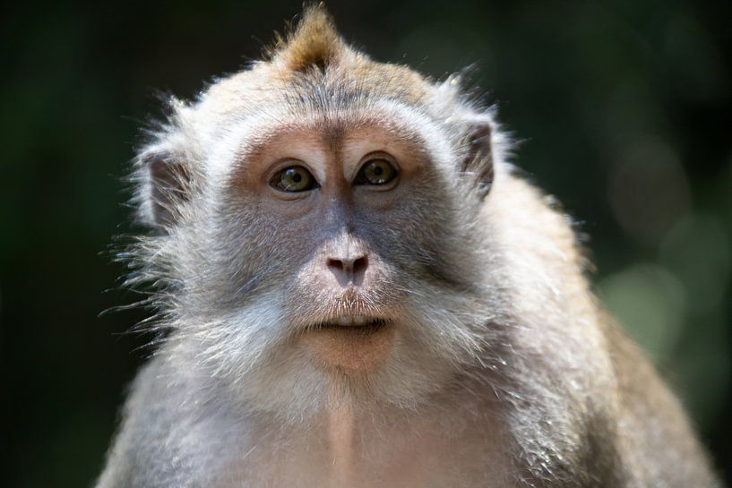 Monkey in Bali by Gertjan Hesselink