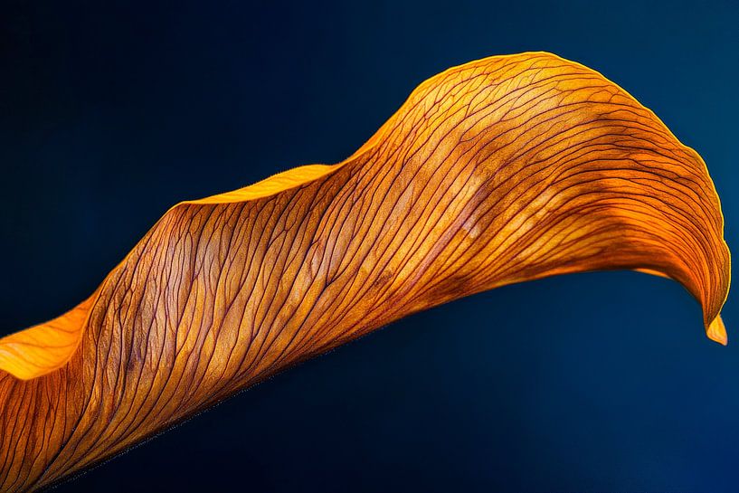 Golden petals by Poster Art Shop