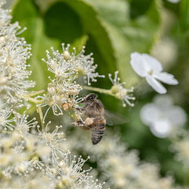 A hard-working bee in spring