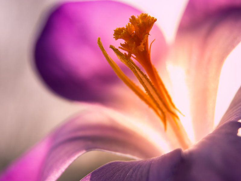 Krokus / Blume / Blütenblatt / Pistill / Natur / Licht / Orange / Gelb / Weiß / Rosa / Lila / Nahauf von Art By Dominic