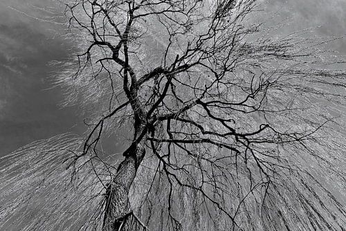 Poëtische elegantie van de zilverwilg - monochroom