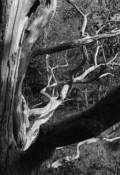 Squiggles sur Rob Donders Beeldende kunst