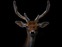 cerf