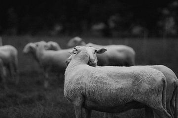 Verliebte Schafe von Angela van der Zee