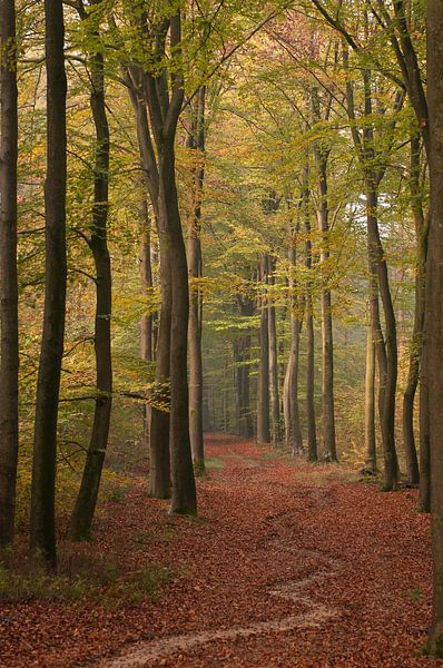 Herfstbos van Nancy van Verseveld