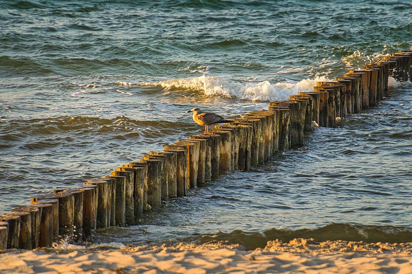 Kribben die in de Oostzee in Zingst reiken. van Martin Köbsch