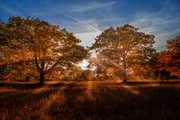Autumn tree