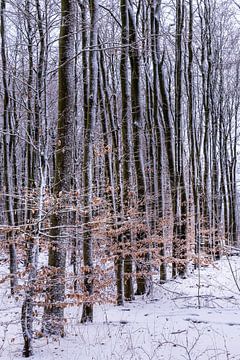 winter in het waerderhout bos 7