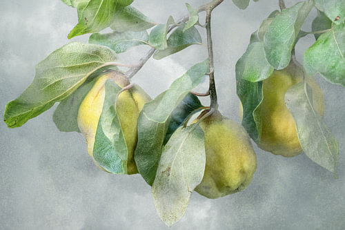 Quinces by Monique van Velzen