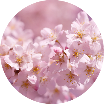 Sweet pink cherry blossom van LHJB Photography