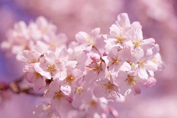Süßrosa Kirschblüte von LHJB Photography