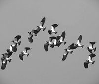 A flight of lapwings