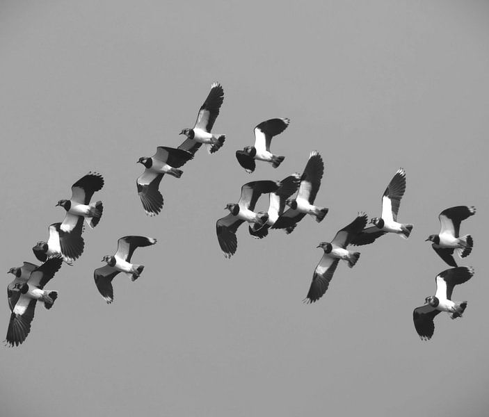 Ein Flug von Kiebitzen von fb-fotografie