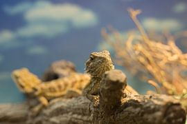 Bearded dragon in terrarium by Yannick uit den Boogaard
