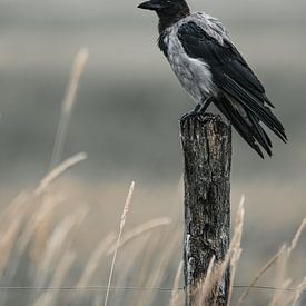 A Hooded Crow ( Corvus Cornix ) by Leny Silina Helmig