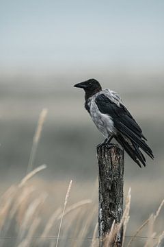 Een Bonte Kraai ( Corvus Cornix ) van Leny Silina Helmig