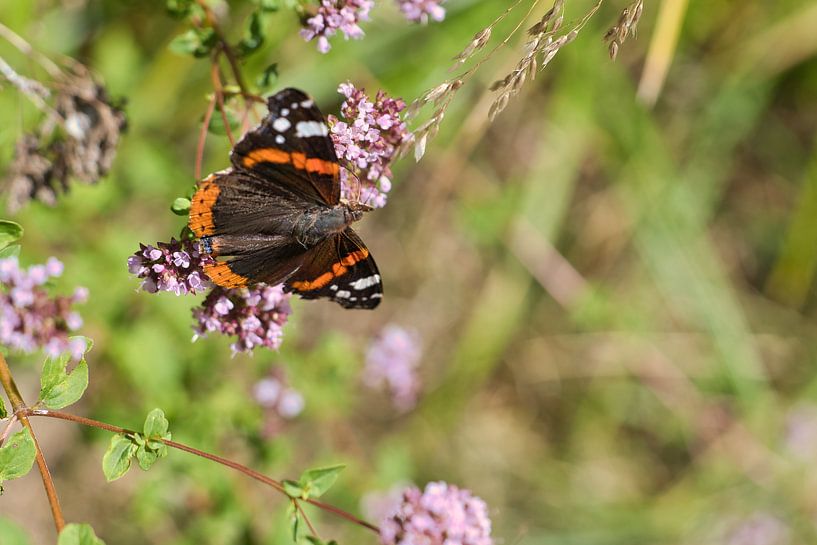 Colourful butterfly on a leaf, flower. Macro by Martin Köbsch