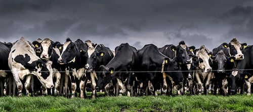 Fries Stamboekvee #001