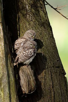 Steinkauz (Athene noctua), zwei halbwüchsige Steinkäuze, junge Eulen genießen in einem Baum sitzend  von wunderbare Erde