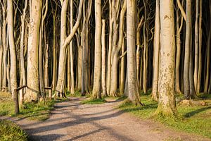 Küstenwald an der Ostsee bei Nienhagen.