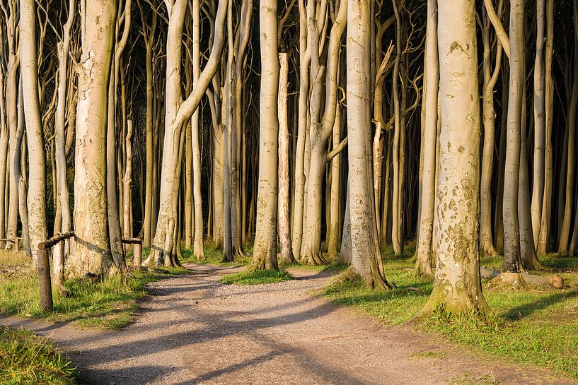 Küstenwald an der Ostsee bei Nienhagen. von Rico Ködder