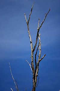 Toter Baum mit blauem Himmel