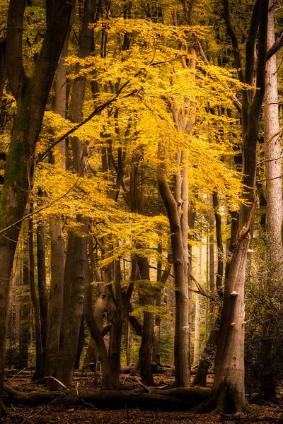 Magischer Herbstwald von Jaimy Leemburg Fotografie