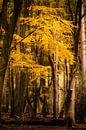 Magischer Herbstwald von Jaimy Leemburg Fotografie Miniaturansicht