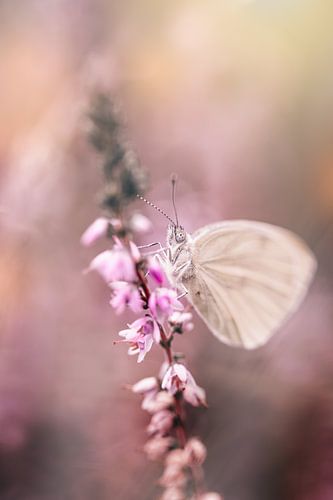 Dreamy white (butterfly) on the flowering pink heather