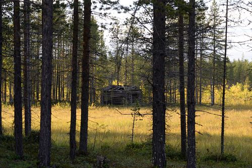 Zweden, heidelandschap met vervallen hut