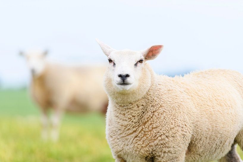 Schafe auf einer Wiese während eines Frühlingstages von Sjoerd van der Wal Fotografie