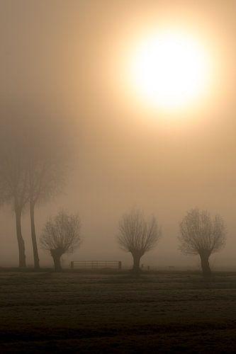 Knotwilgen in de mist