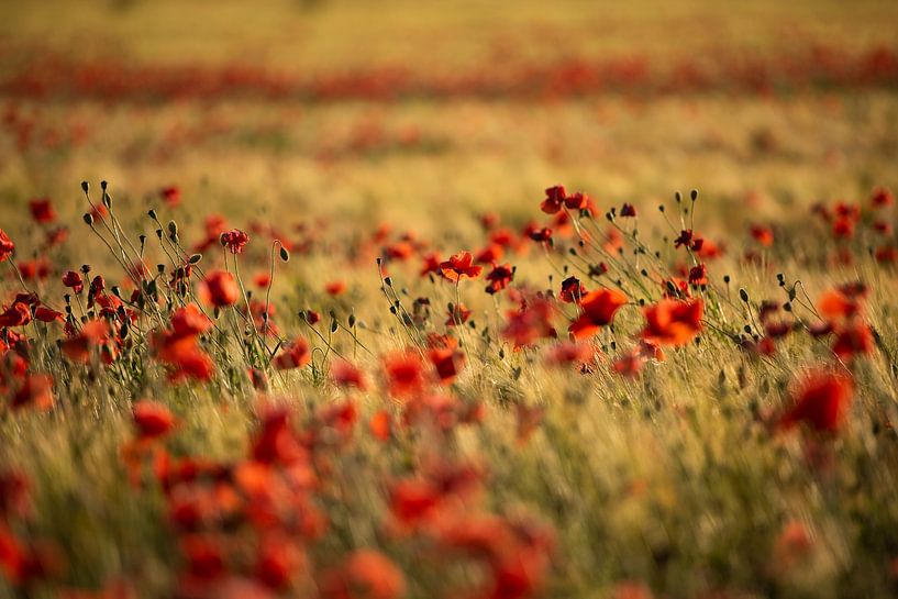 Coquelicots - Goudron par Marjan van Herpen
