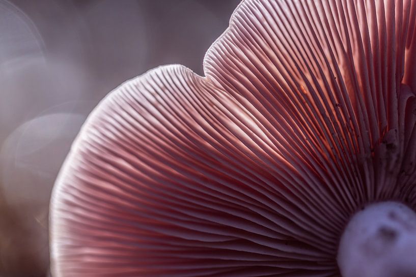Champignon par Carolina Roepers