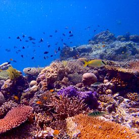 Kleurrijk koraalrif van Harm Ormel