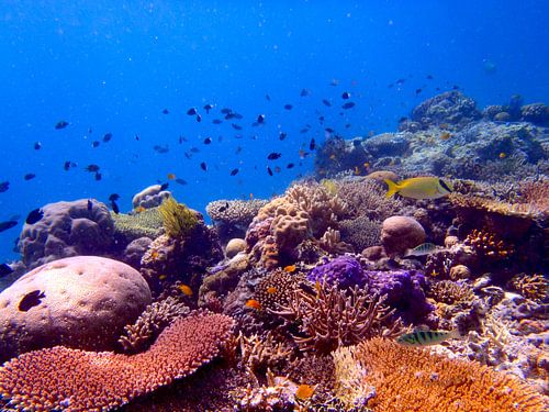 Kleurrijk koraalrif