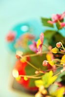 Japanse Anemoon, knopen en bloem