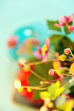 Japanse Anemoon, knopen en bloem van Mariska van Vondelen