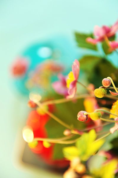 Japanse Anemoon, knopen en bloem par Mariska van Vondelen